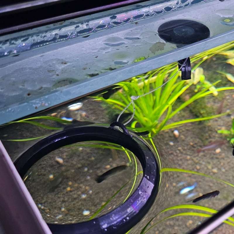 Aquarium Floating Feeder Ring  - Aquarium Fish Feeder のレビューと価格