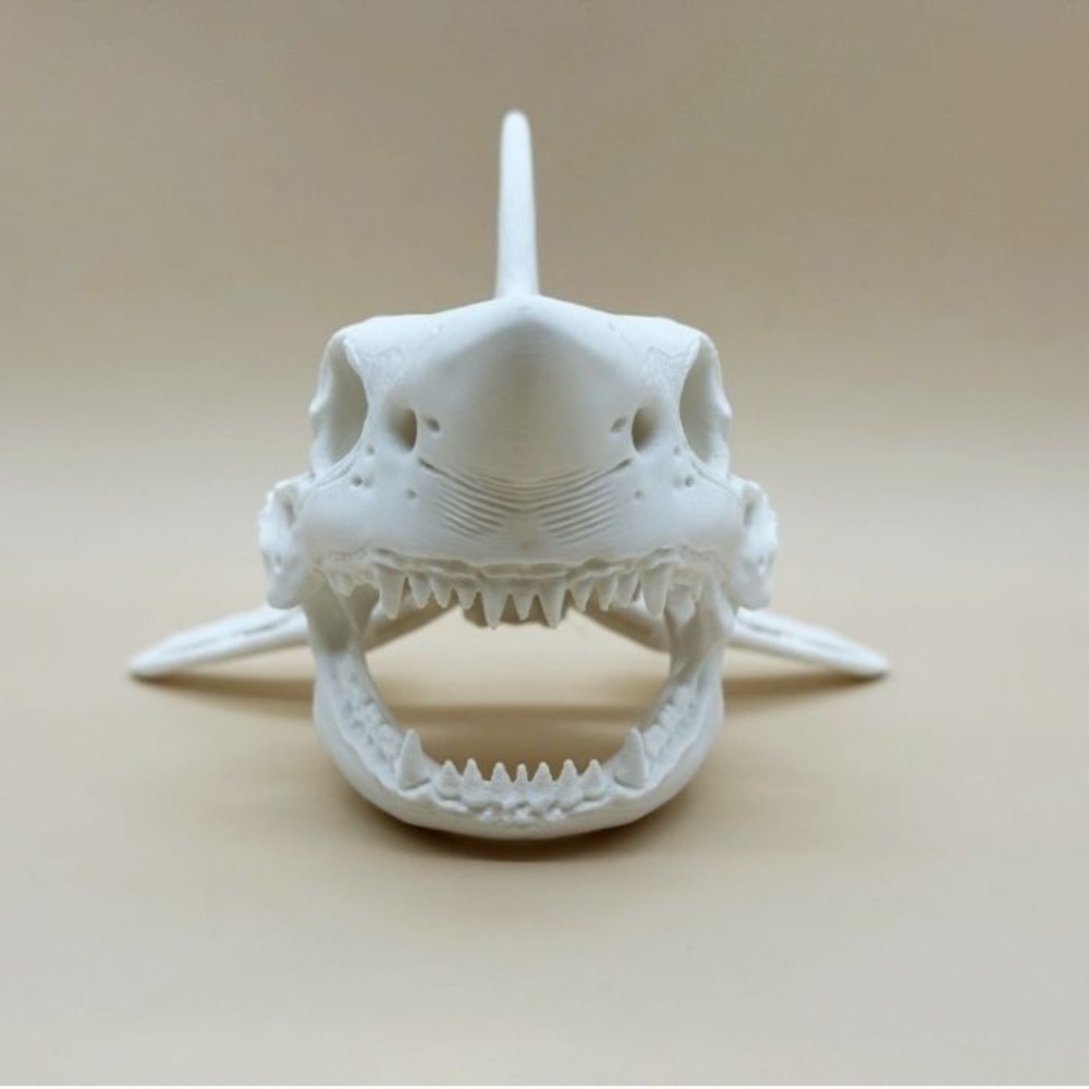 3D Printing Shark Skull Skelet - Aquarium Fish Shark のレビューと価格