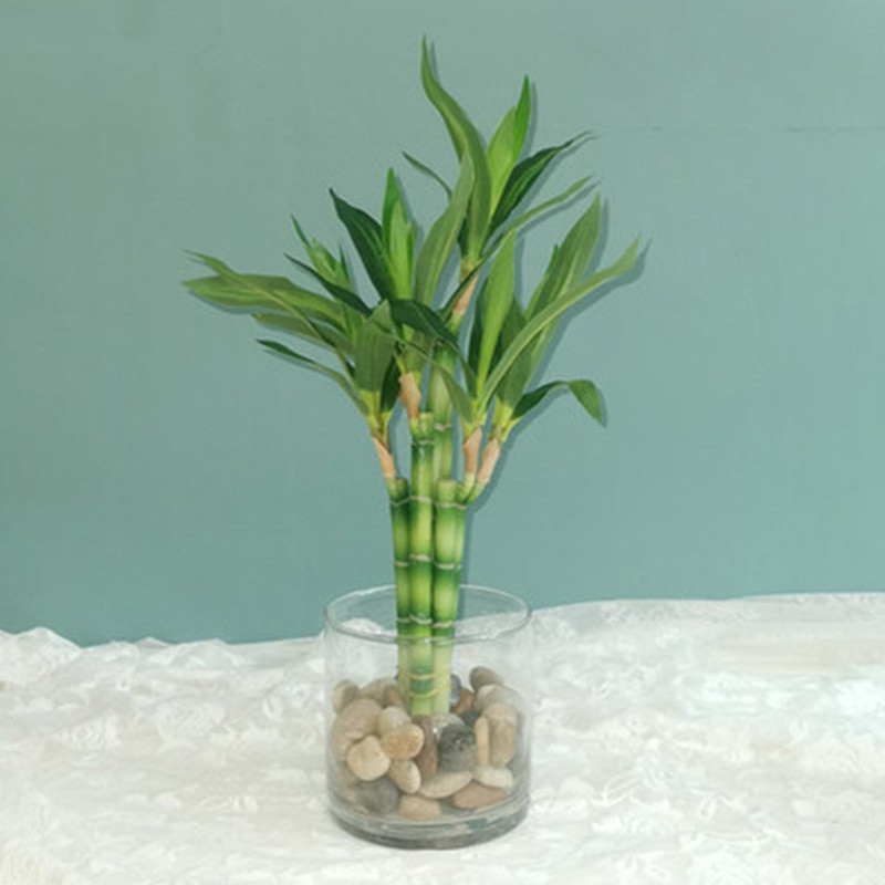 New 40cm rFtificial Lucky Bamb - Aquarium Fish Saltwater のレビューと価格