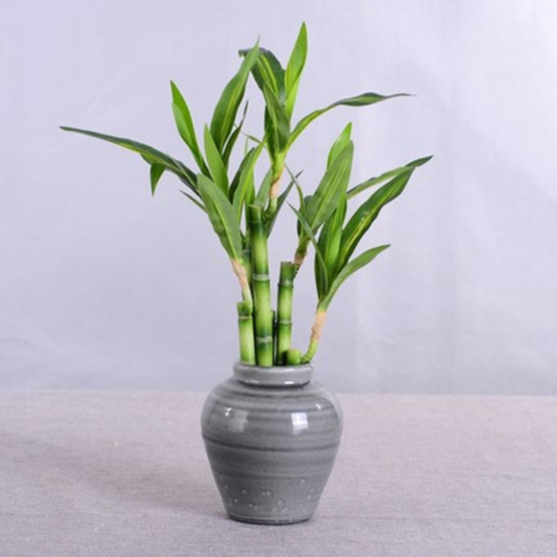 New 40cm rFtificial Lucky Bamb - Aquarium Fish Saltwater のレビューと価格