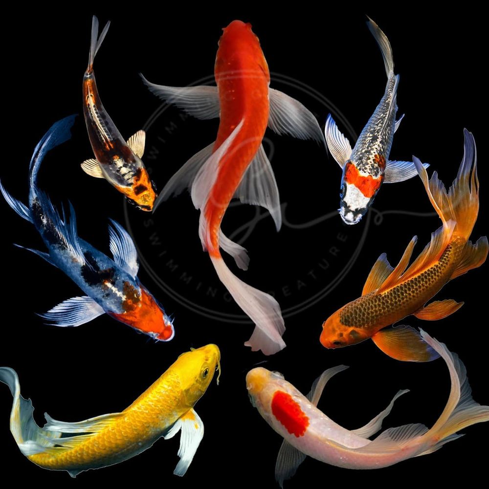 Assorted Colors Live Koi Fish  - Aquarium Fish Pond のレビューと価格