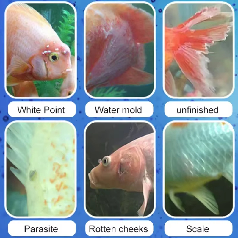 SIKEZHAN Fish Disease Treatmen - Aquarium Fish Saltwater のレビューと価格