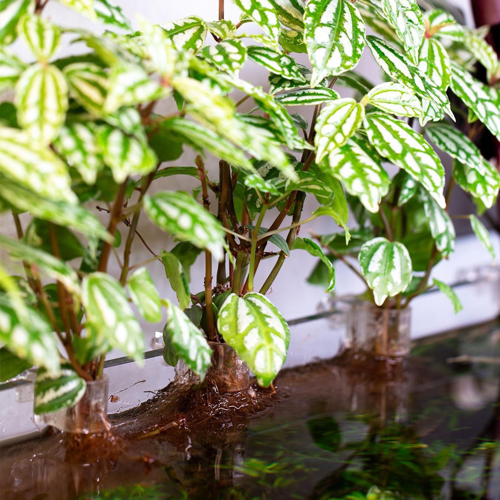 Mini Fish Tank Planter Pot 6Pc - Aquarium Fish Elevator のレビューと価格