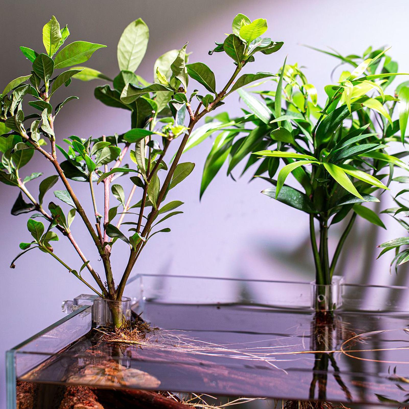 Mini Fish Tank Planter Pot 6Pc - Aquarium Fish Elevator のレビューと価格
