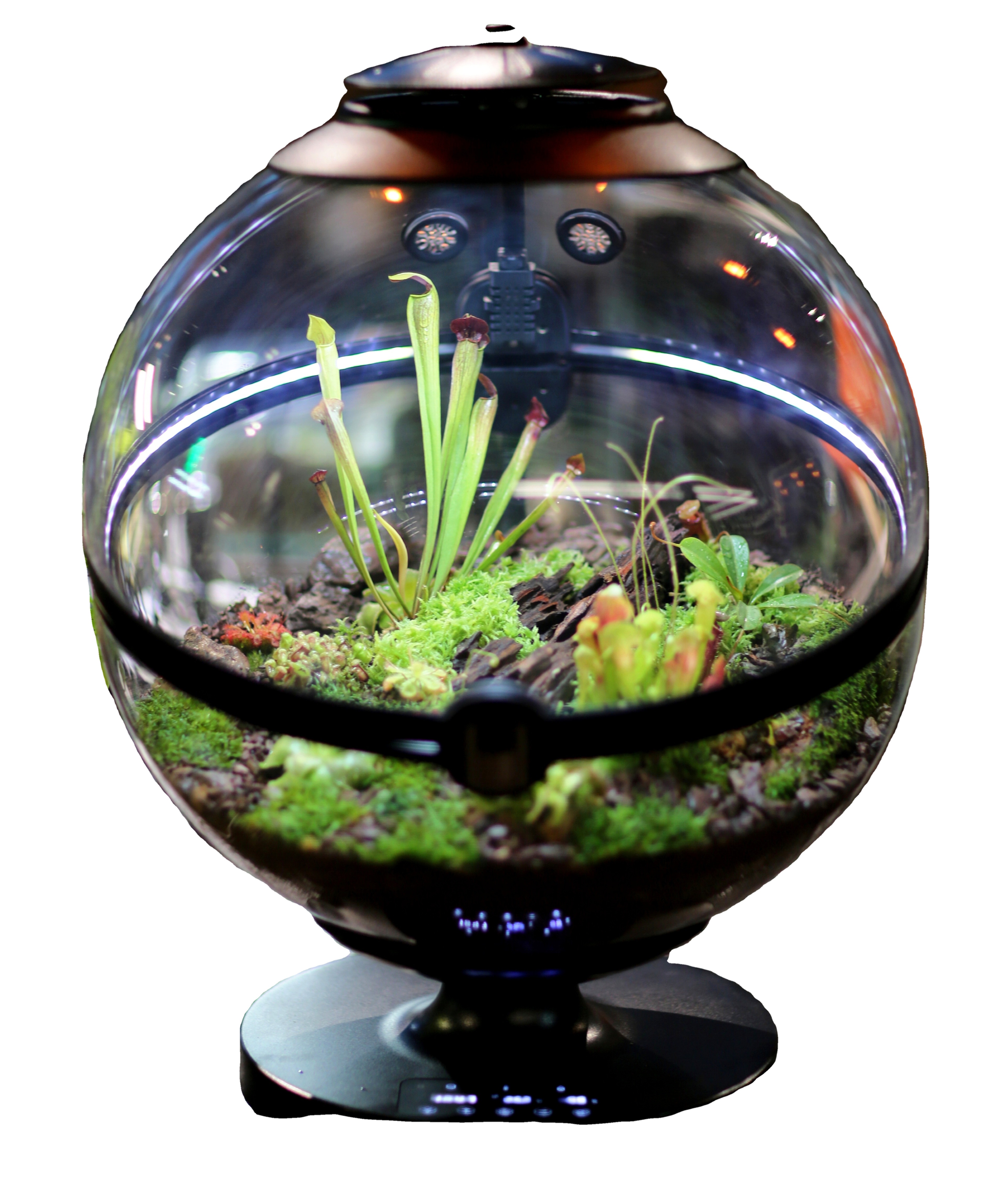 Hot Sales Acrylic Material  Ba - Aquarium Fish For Sale のレビューと価格