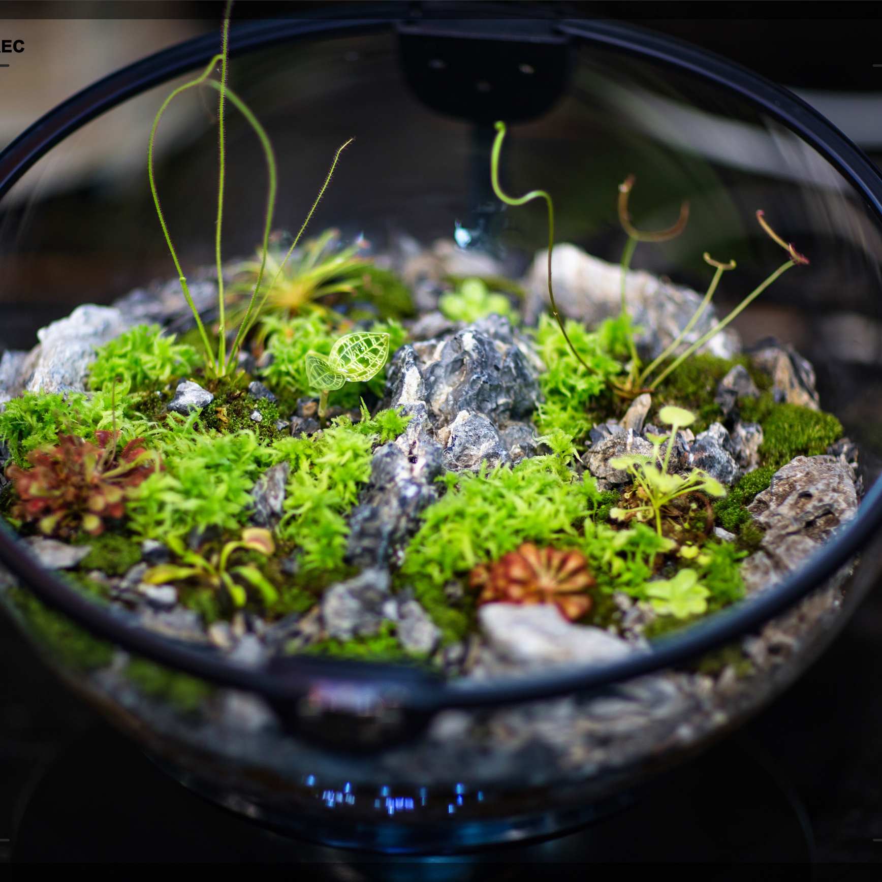 Hot Sales Acrylic Material  Ba - Aquarium Fish For Sale のレビューと価格