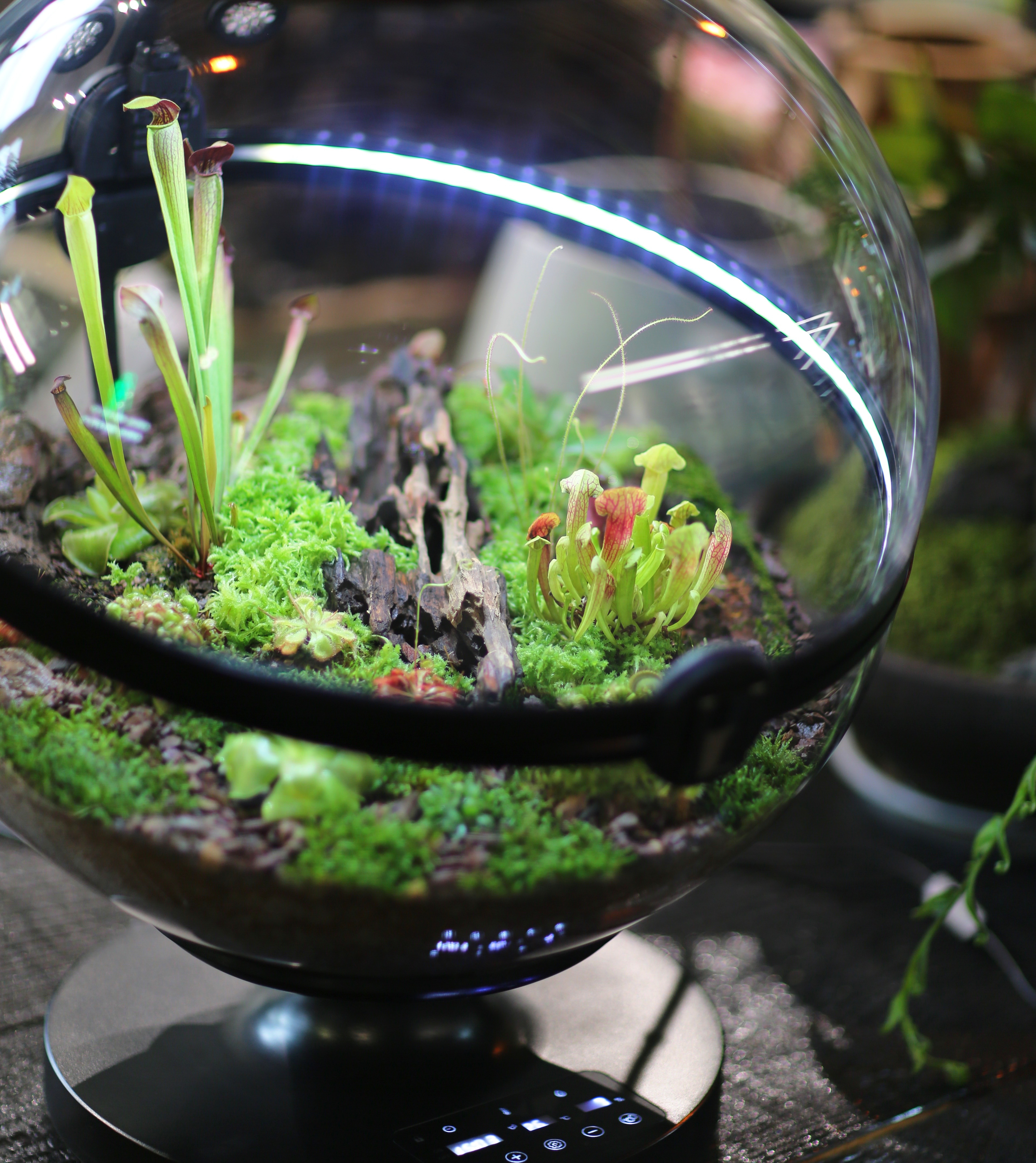 Hot Sales Acrylic Material  Ba - Aquarium Fish For Sale のレビューと価格