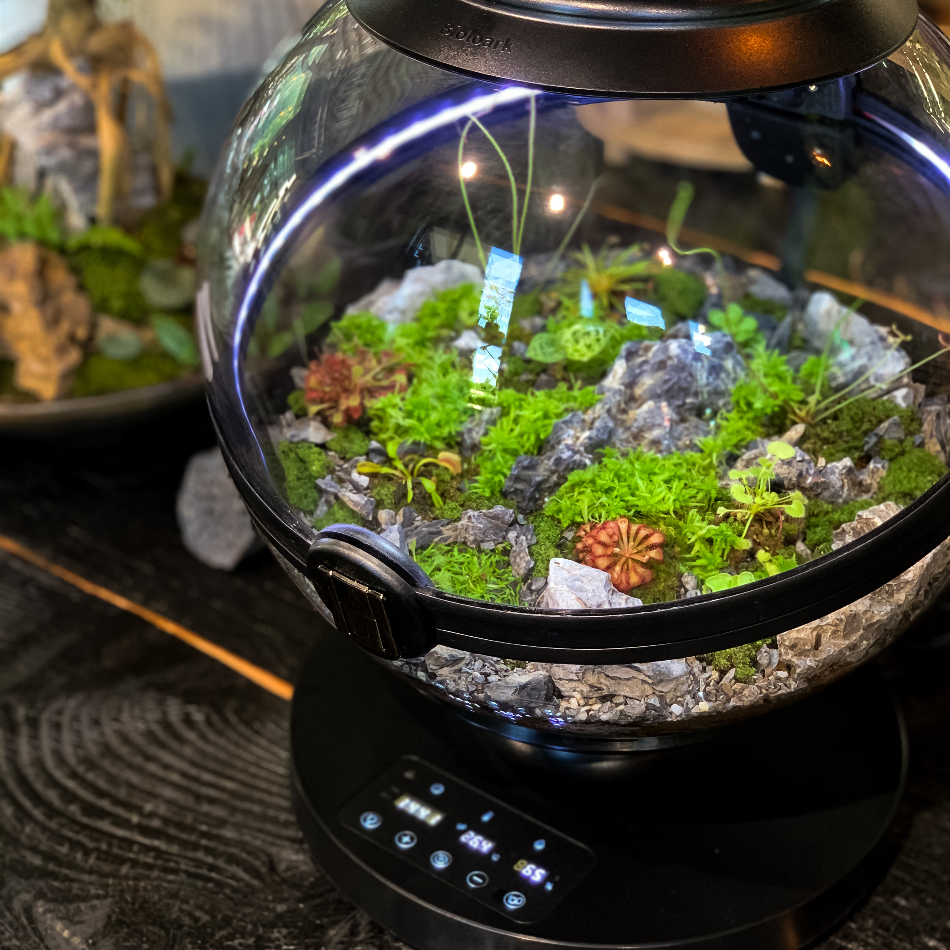 Hot Sales Acrylic Material  Ba - Aquarium Fish For Sale のレビューと価格