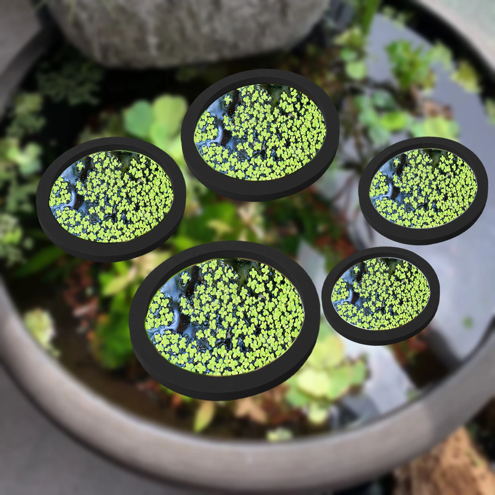 5Pcs EVA Fish Feeding Ring Aqu - Aquarium Fish Pond のレビューと価格