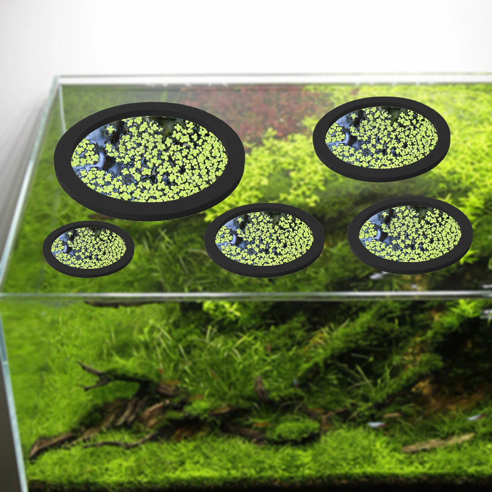 5Pcs EVA Fish Feeding Ring Aqu - Aquarium Fish Pond のレビューと価格