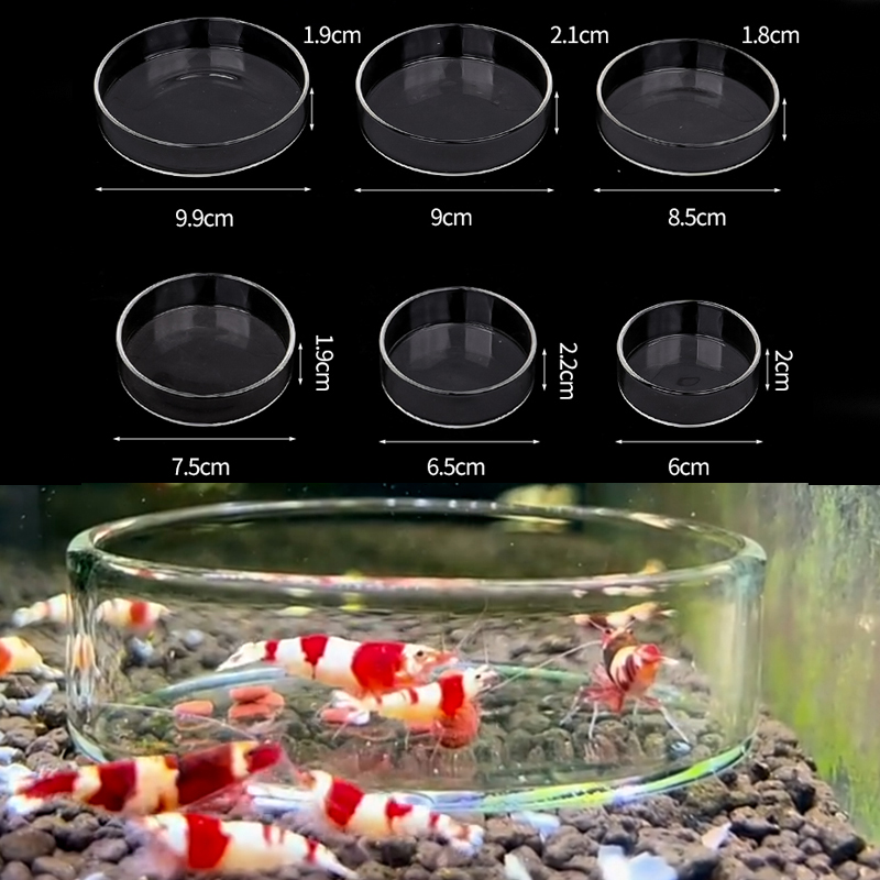 Shrimp Feeding Dish High Trans - Aquarium Fish Feeder のレビューと価格