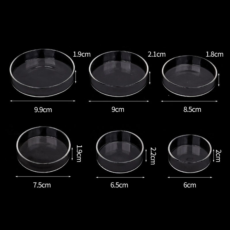 Shrimp Feeding Dish High Trans - Aquarium Fish Feeder のレビューと価格