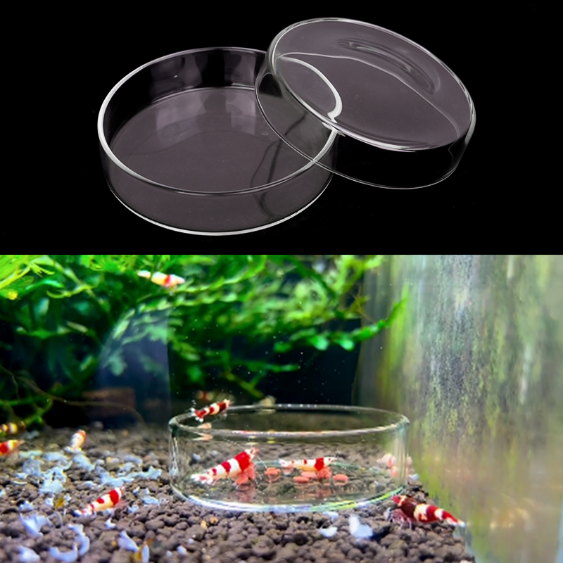 Shrimp Feeding Dish High Trans - Aquarium Fish Feeder のレビューと価格